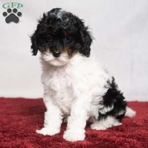 Lester, Cavapoo Puppy